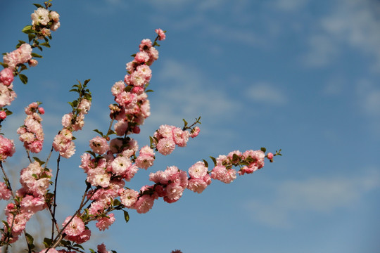 桃花 桃红 春暖花开 粉花 春