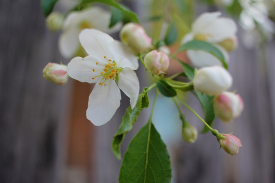 花 白花 山丁子花 果树花 浪