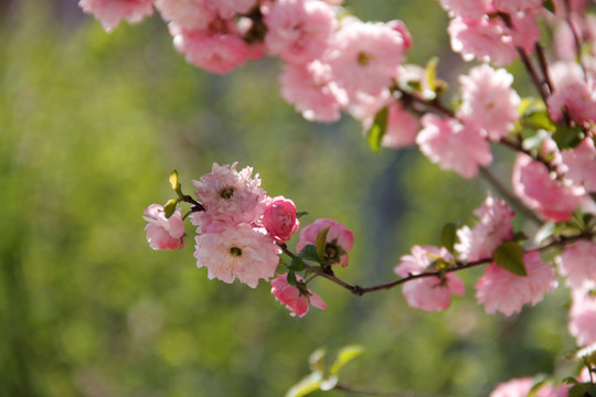 桃花 桃红 春暖花开 粉花 春