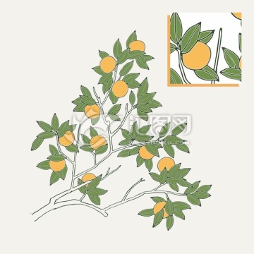 柑橘树 手绘