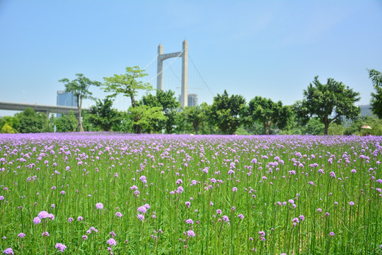 花海公园