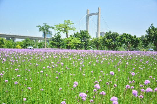 花海公园