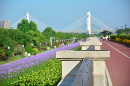 柳叶马鞭草