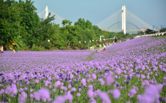 花海公园