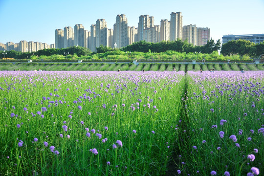 柳叶马鞭草