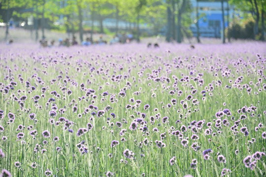 柳叶马鞭草