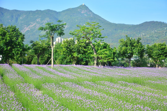 花海公园