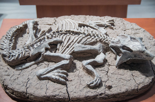 爬行动物化石
