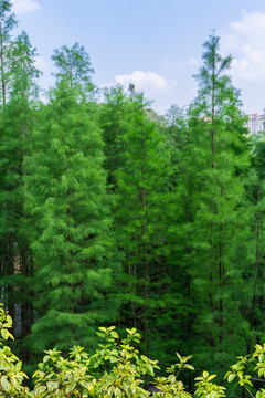 绿色的小树林杉树林