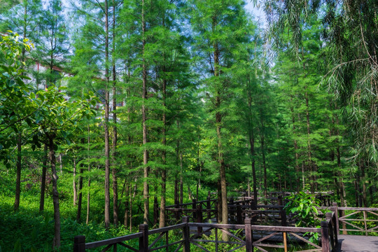 绿色的小树林杉树林
