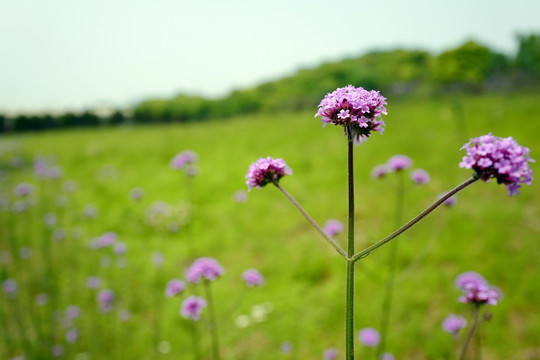 上海 闻道园 园林 植物 户外