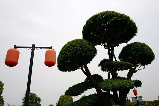 上海 闻道园 园林 植物 户外