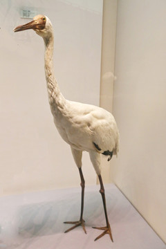 鸟类标本白枕鹤