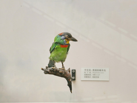 鸟类标本啄木鸟