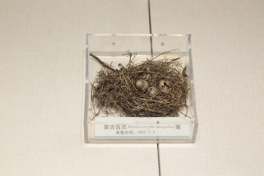 蒙古百灵鸟蛋鸟巢