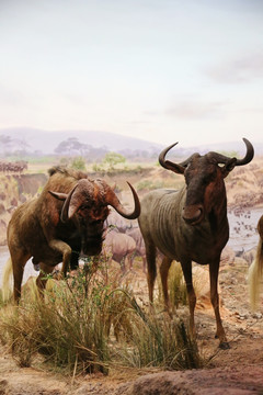动物标本羚牛
