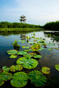 国家岐渭风景水利湿地净心亭