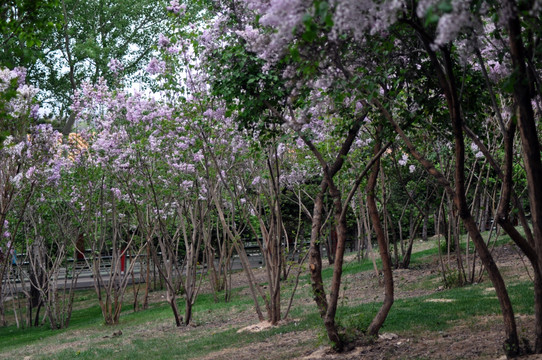 丁香花