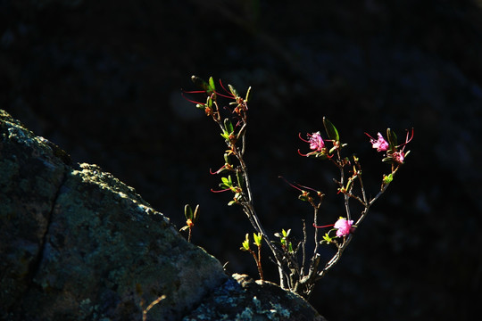 杜鹃花