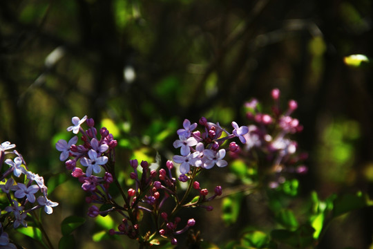 丁香花