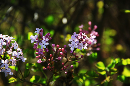 丁香花