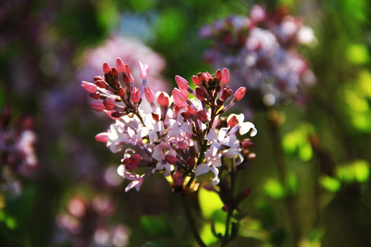 丁香花