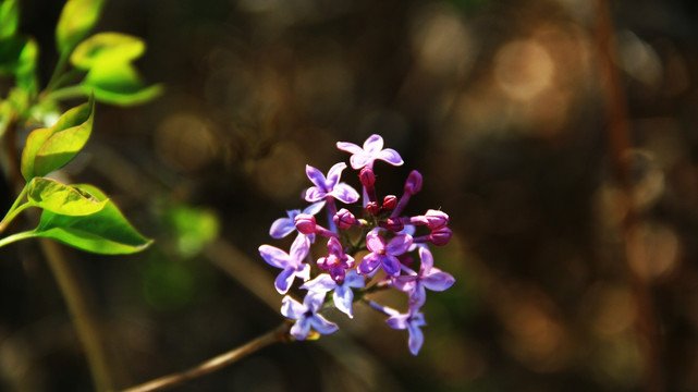 丁香花