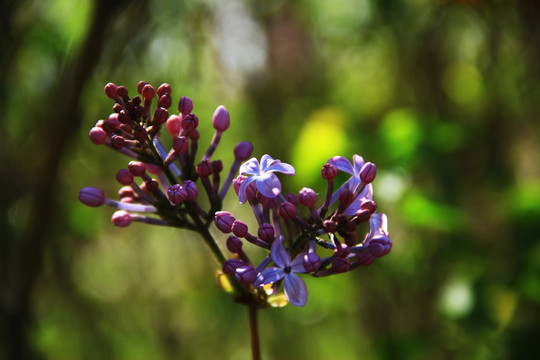 丁香花