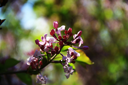 丁香花