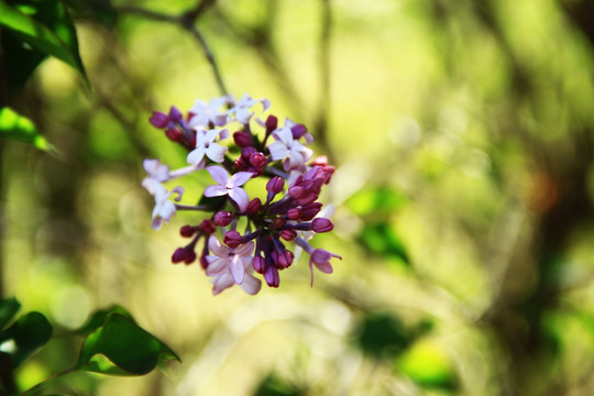 丁香花