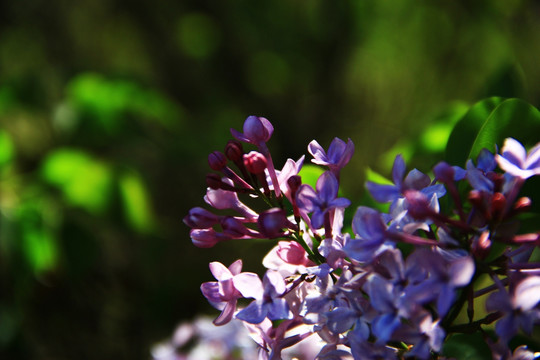 丁香花