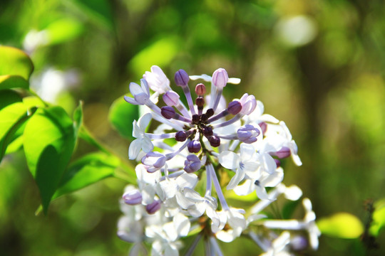 丁香花