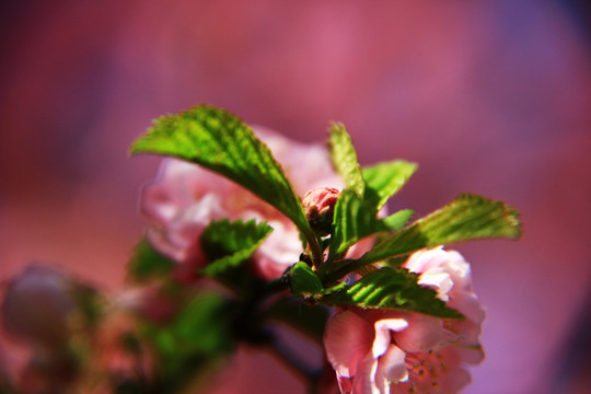 榆叶梅花