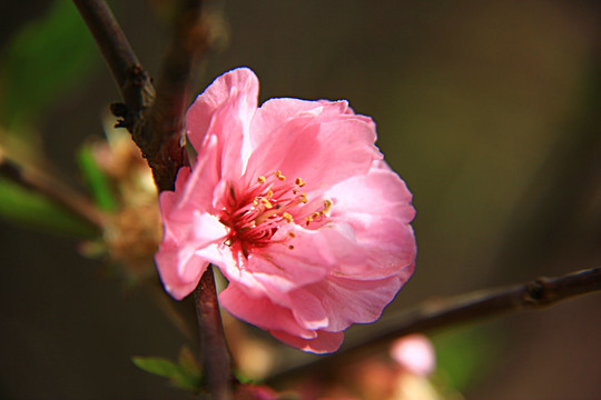 榆叶梅花