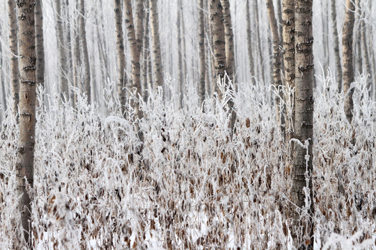 冬季树林 雾凇美景