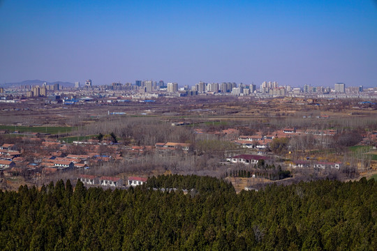 松树林和远方的城市