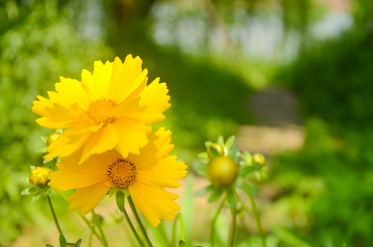 花草树木