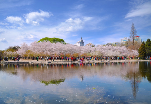 北京玉渊潭公园樱花节