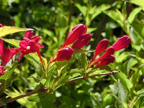 锦带花