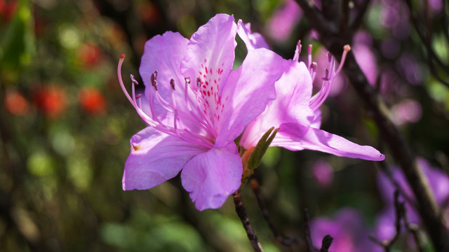 杜鹃花开