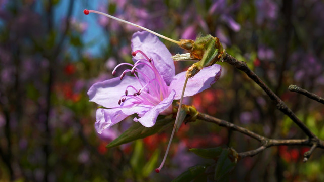 杜鹃花