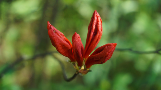 杜鹃花蕾