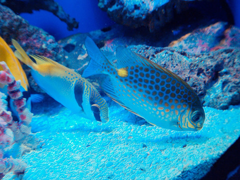 海底世界 海底鱼群 海底生物