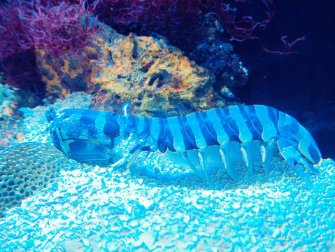 海底世界 海底鱼群 海底生物