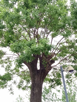 老槐树 绿色植物