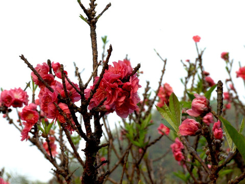 桃花 桃花盛开 桃花园