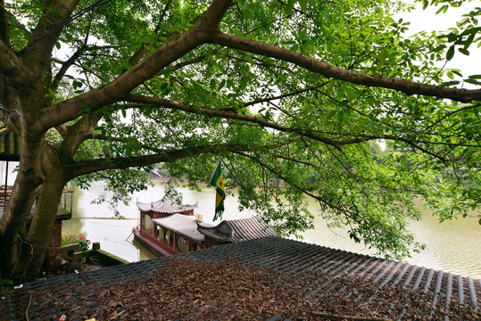 榕树 船坞