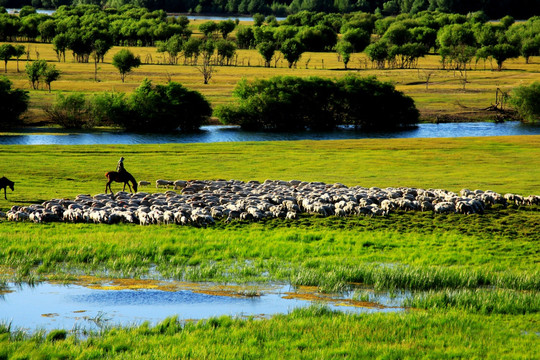 湿地傍晚放牧羊群