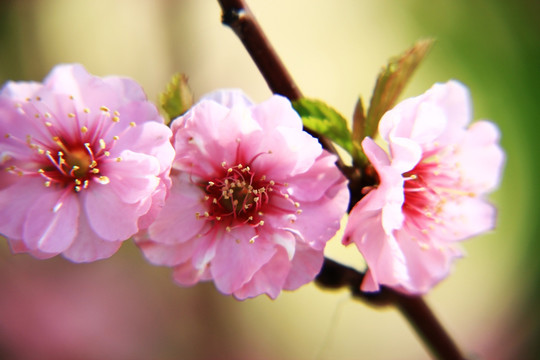 榆叶梅花