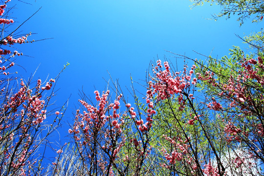 花丛